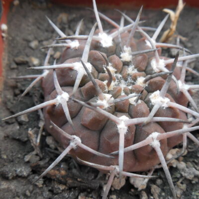 Gymnocalycium piltziorum P38 - Piltz -
