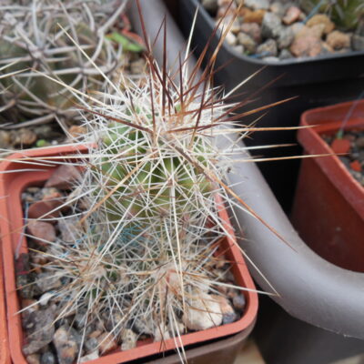 Echinocereus stramineus - v. ocidentalis PP 1531 - Ejido Lusio Blanco, Coah - PP -