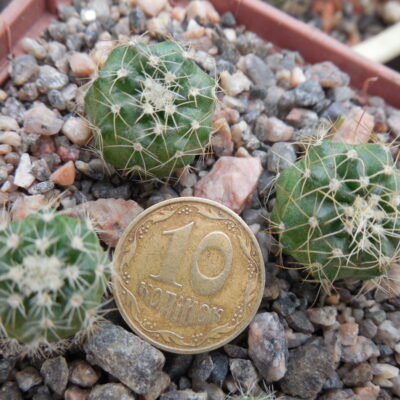Echinocereus pulchellus - v. acanthosetus - Pachuca,  GK