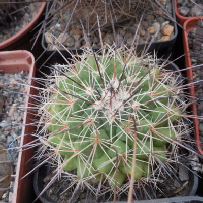 Mammillaria rubrograndis - MG -