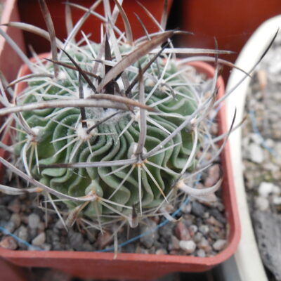 Echinofossulocactus  gladiatus - v. carneus