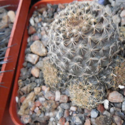 Copiapoa humilis FR 464 - Paposo, Chile