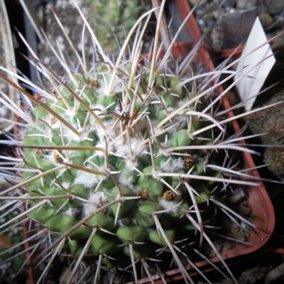 Mammillaria wagneriana L 1529 - s J Capistrano, Zac. - MG -