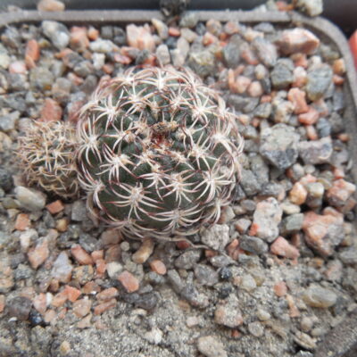 Lobivia tiegeliana - v.dimorphipetala M 63 - ost.Tarija - Piltz -