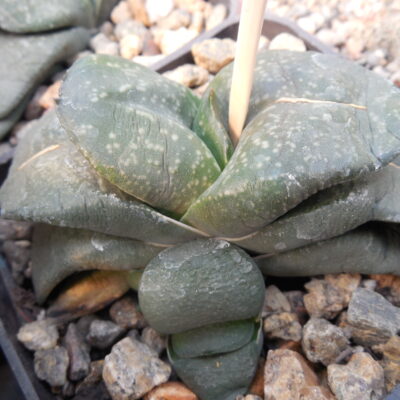 Gasteria cv. Japan x armstrongii