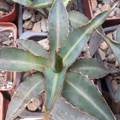 Agave lophantha - v. splendens