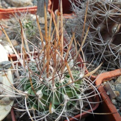 Echinofossulocactus  lloydii - довгі голки, селекція