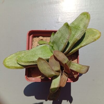Gasteria Light Green