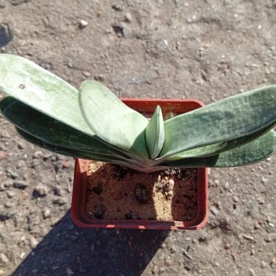 Gasteria Smokey
