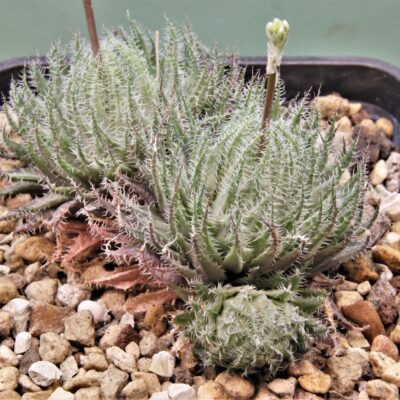 Haworthia-arachnoidea-1.