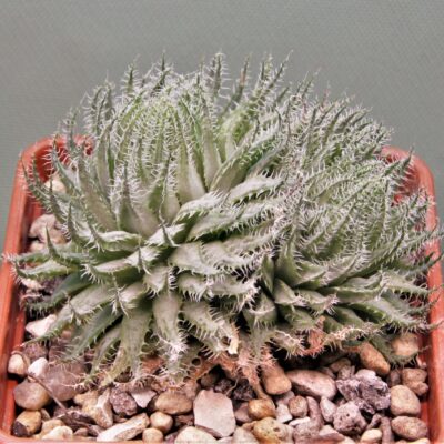 Haworthia-arachnoidea-3