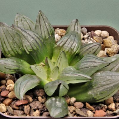 Haworthia-Atrofusca-mutant-watermelon-1