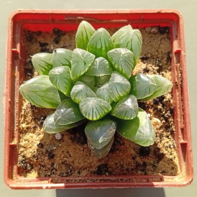 Haworthia cooperi