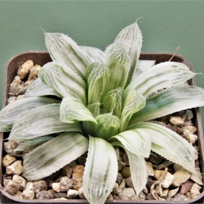 haworthia-cooperi-variegata-3