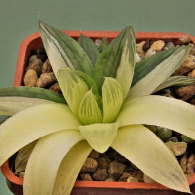 Haworthia-cooperi-varitgata-4