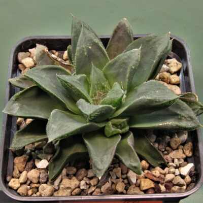 Haworthia-cumbiformis-1