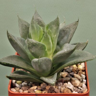 Haworthia-cumbiformis-2