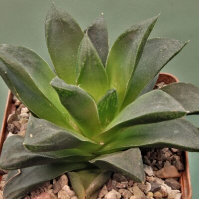Haworthia-cumbiformis-3