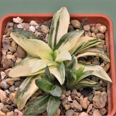 Haworthia-Great-white-1
