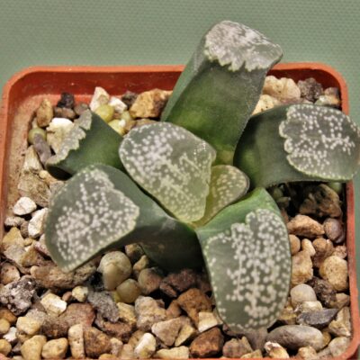 Haworthia-groenewaldii.
