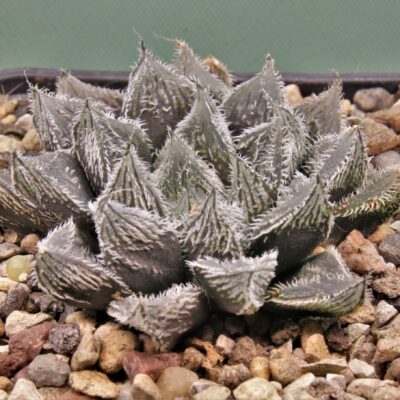 Haworthia-Hakugin-emaki