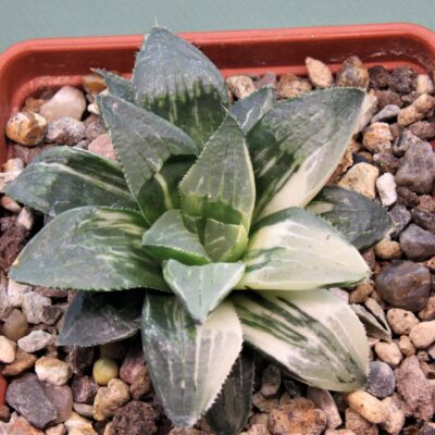 Haworthia-hidelbergensis-variegata-2