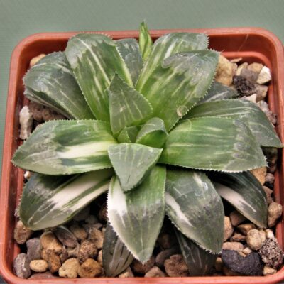 Haworthia-hidelbergensis-variegata-3