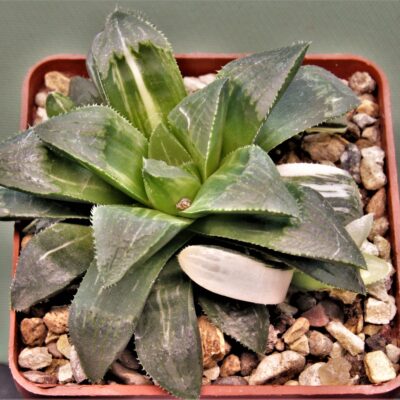 Haworthia-hidelbergensis-variegata-4
