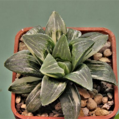 Haworthia-hidelbergensis-variegata-5.