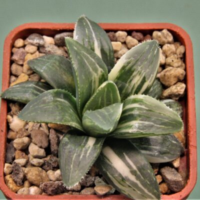 Haworthia-hidelbergensis-variegata-6