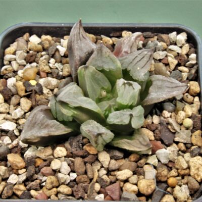 Haworthia-Ice-citi.