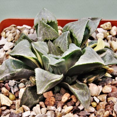 Haworthia-Ji-Shonjin-variegata-1