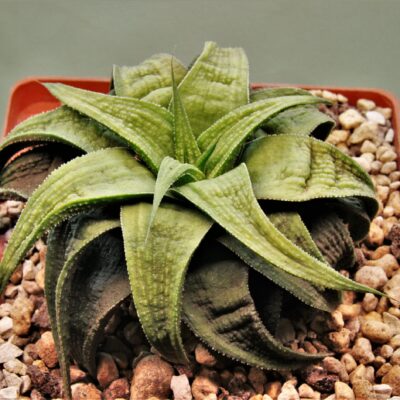 haworthia-limifolia-green-ork-0-scaled-1