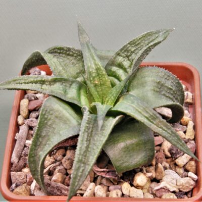 Haworthia-limifolia-Green-Ork