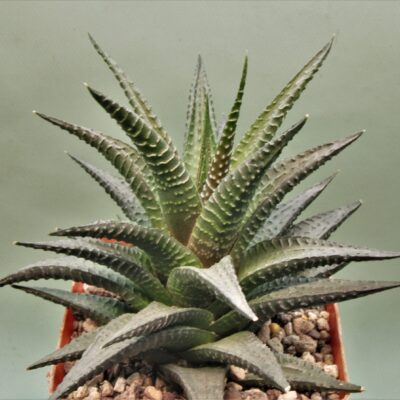 Haworthia-limifolia-nigra-2