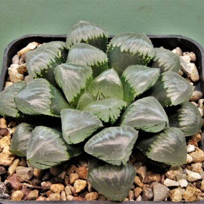 Haworthia-Obtusa-Jellyfish.