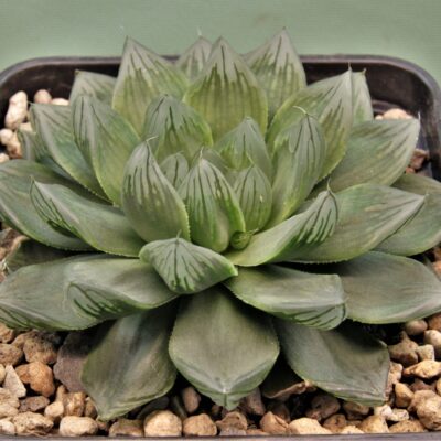Haworthia-obtusa-Komomo-1