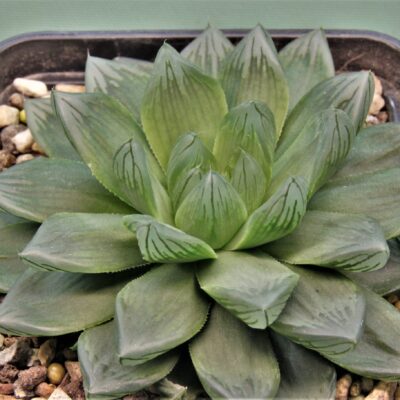 Haworthia-obtusa-Komomo-2