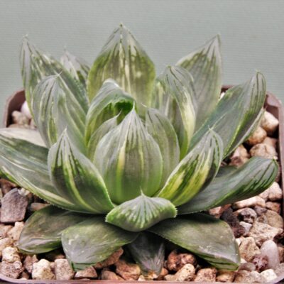 Haworthia-obtusa-varitgata-1