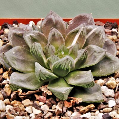 Haworthia-obtusa-varitgata-2