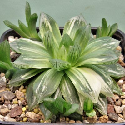 Haworthia-obtusa-varitgata-3