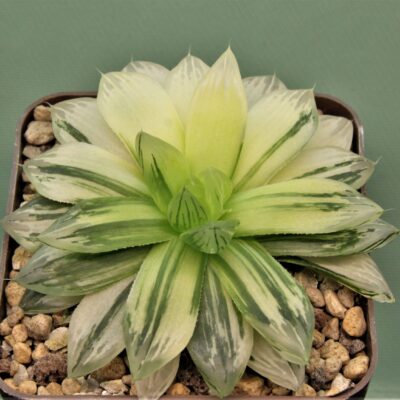 Haworthia-obtusa-varitgata-5