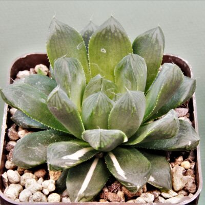 Haworthia-obtusa-varitgata-Komomo-1