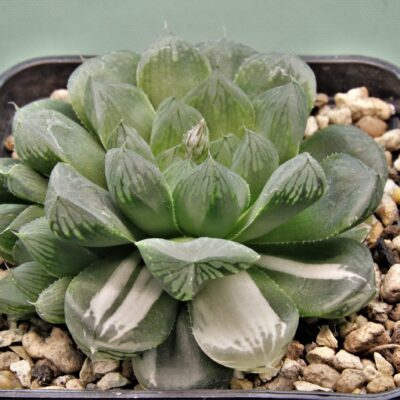 Haworthia-obtusa-varitgata-Komomo-10