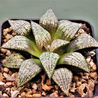 Haworthia-picta.