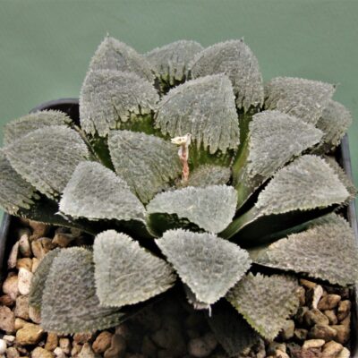 Haworthia-pygmaea-yuki-no-sato-1.
