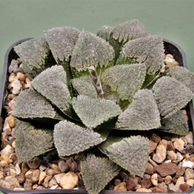 Haworthia-pygmaea-yuki-no-sato-2