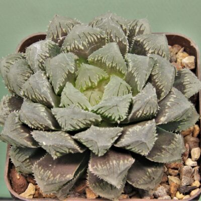 Haworthia-Red-stone-1.