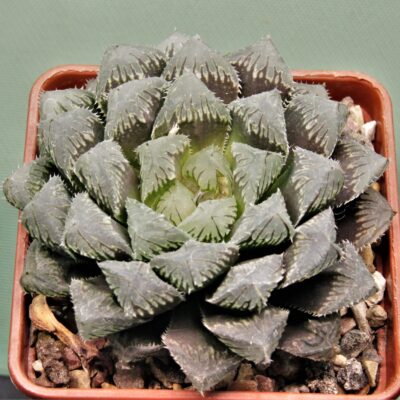 Haworthia-Red-stone-2