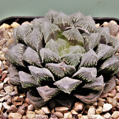 Haworthia-Red-stone-3